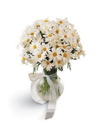 FTD Daisy Vase  from Clifford's where roses are our specialty